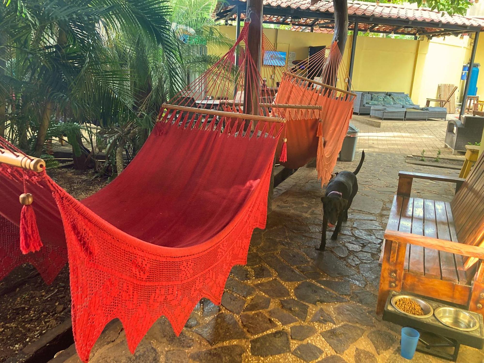 بيت شباب Tamarindo Backpackers المظهر الخارجي الصورة
